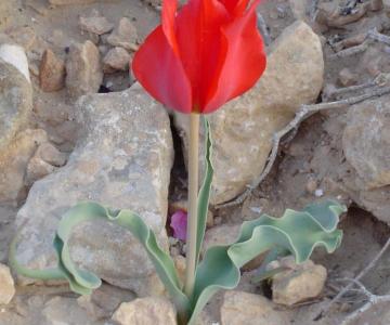 La rosa del deserto