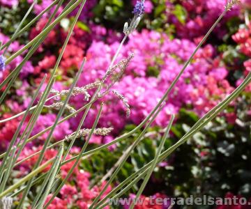 FRATERNITÀ DI LAVORO E PREGHIERA, PASQUA, TERZELLI, Parrocchia dell'Invisibile