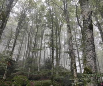 trekking biblico, itinerante, giovani, Casentino, Foreste, Gesù, quelli della via, Monica Rovatti, Luca Buccheri, Patrizio Donati, Parrocchia dell'Invisibile, Terzelli
