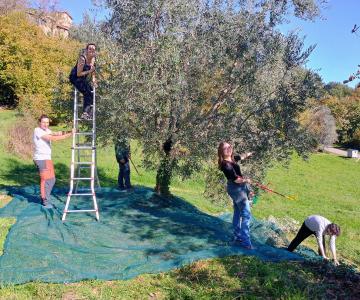 FRATERNITÀ DI LAVORO E PREGHIERA, GIOVANI, TERZELLI, Parrocchia dell'Invisibile, RACCOLTA DELLE OLIVE