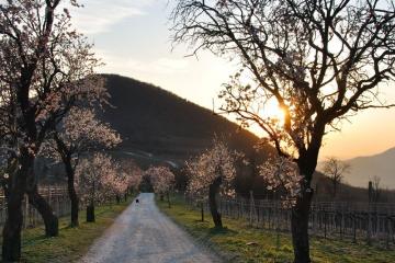 serata, camminata, biblica, Monte Venda, Colli Euganei, Saonara, Luca Buccheri, Monica Rovatti