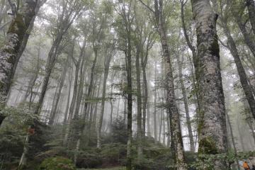 trekking biblico, itinerante, giovani, Casentino, Foreste, Gesù, quelli della via, Monica Rovatti, Luca Buccheri, Patrizio Donati, Parrocchia dell'Invisibile, Terzelli