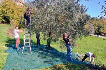 FRATERNITÀ DI LAVORO E PREGHIERA, GIOVANI, TERZELLI, Parrocchia dell'Invisibile, RACCOLTA DELLE OLIVE